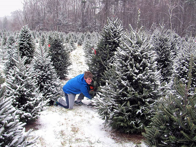 collection of massachusetts christmas tree association collection of massachusetts christmas tree association