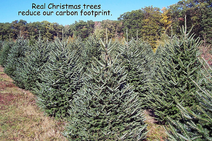 mcta member photos massachusetts christmas tree association mcta member photos massachusetts christmas tree association