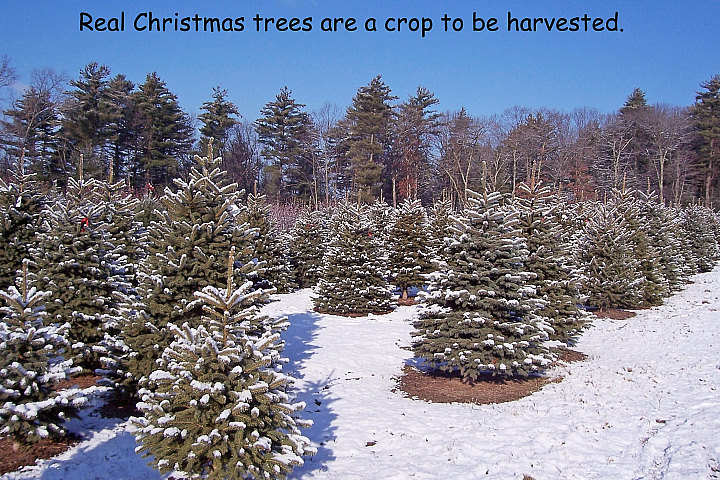 mcta member photos massachusetts christmas tree association mcta member photos massachusetts christmas tree association