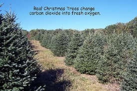 images of massachusetts christmas tree association images of massachusetts christmas tree association