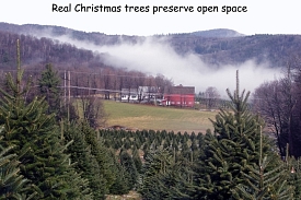 information for consumers massachusetts christmas tree information for consumers massachusetts christmas tree